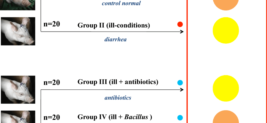 What is the normal temperature in pigs: symptoms of an increase, treatment