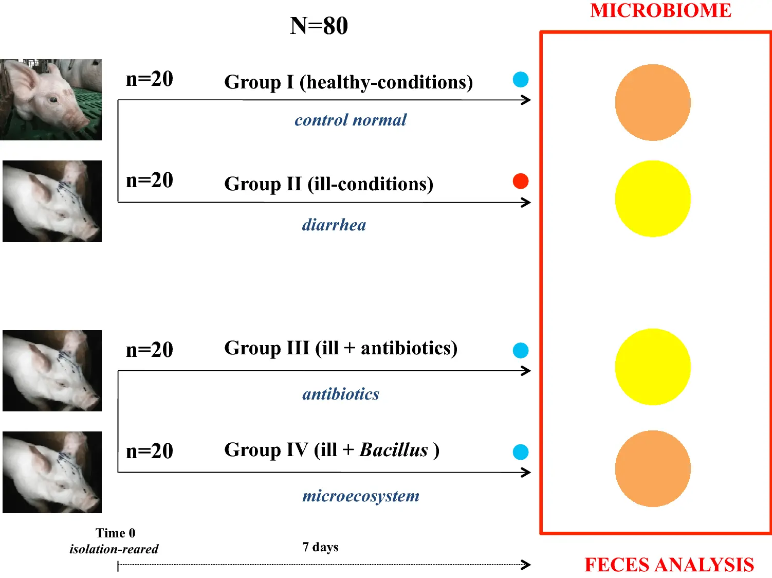 What is the normal temperature in pigs: symptoms of an increase, treatment