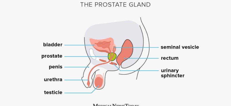 What is the prostate gland? Structure, functions and diseases