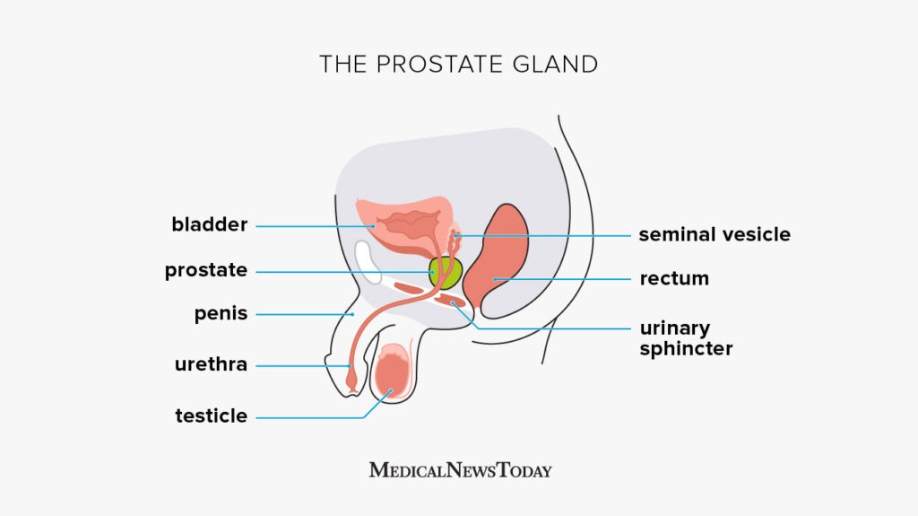 What function prostate have