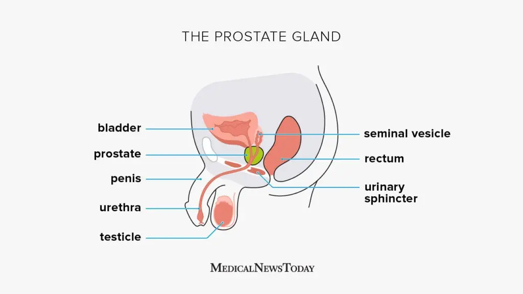 what-is-the-prostate-gland-structure-functions-and-diseases-healthy