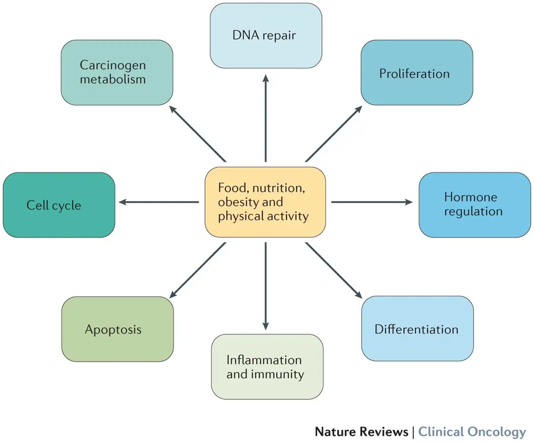 What is the role of nutrition in oncological disease?