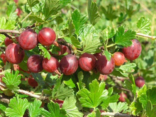 What is the use of gooseberries for the body of men, women, during pregnancy