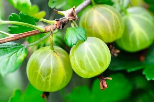 What is the use of gooseberries for the body of men, women, during pregnancy