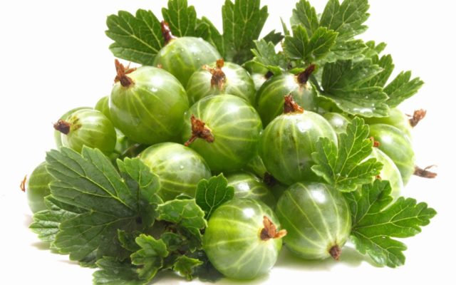 What is the use of gooseberries for the body of men, women, during pregnancy