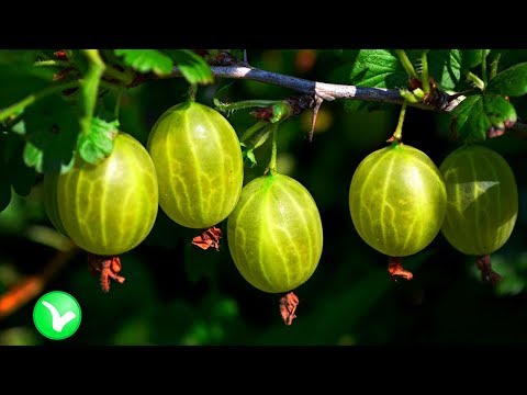 What is the use of gooseberries for the body of men, women, during pregnancy