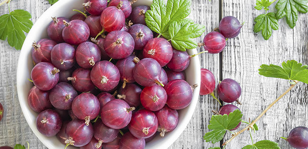 What is the use of gooseberries for the body of men, women, during pregnancy