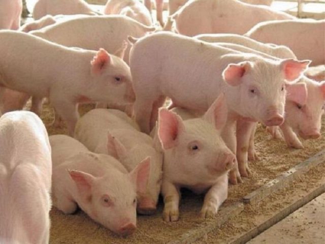 What is the yield of meat in pigs (in percent)