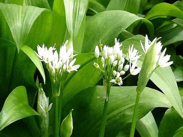 What is this wild garlic plant