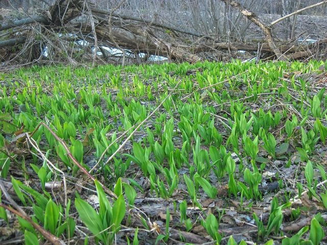 What is this wild garlic plant