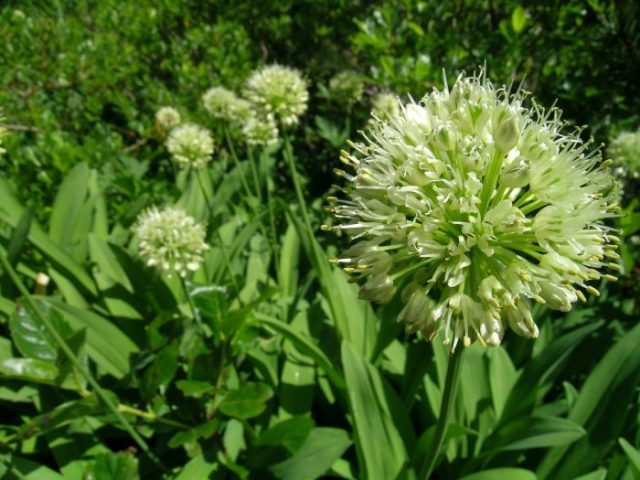 What is this wild garlic plant