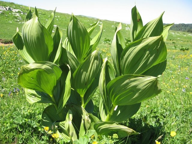 What is this wild garlic plant