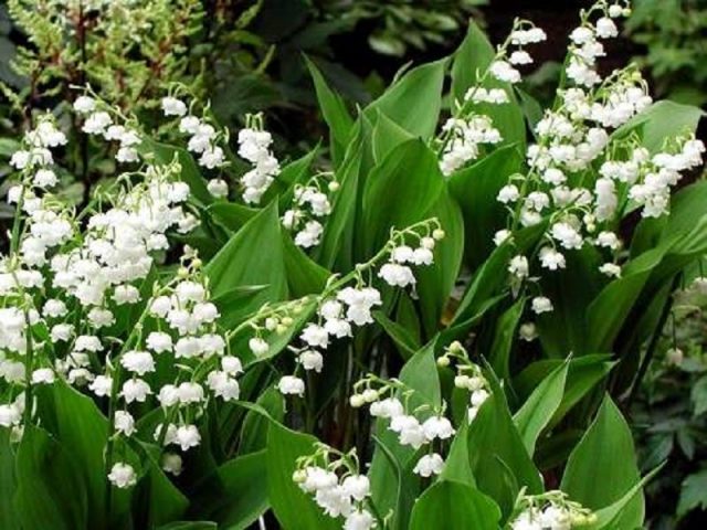 What is this wild garlic plant