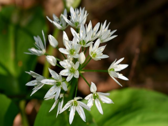 What is this wild garlic plant