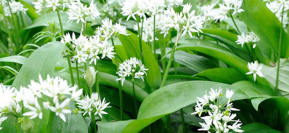 What is this wild garlic plant