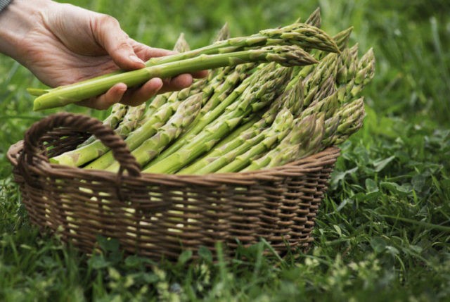 What is useful asparagus for men, women, pregnant women