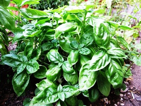 What is useful basil for the human body