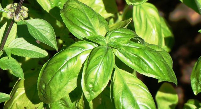 What is useful basil for the human body