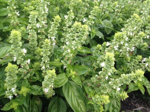 What is useful basil for the human body