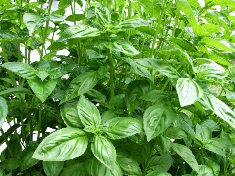 What is useful basil for the human body