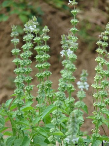 What is useful basil for the human body