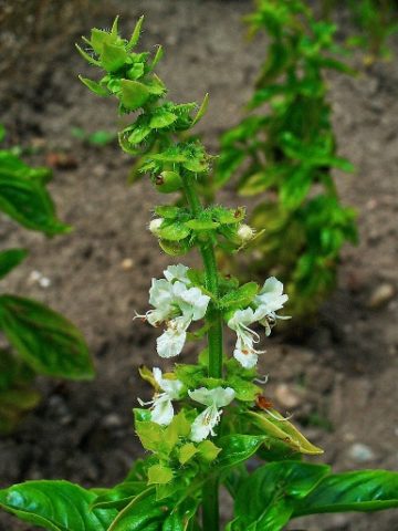 What is useful basil for the human body