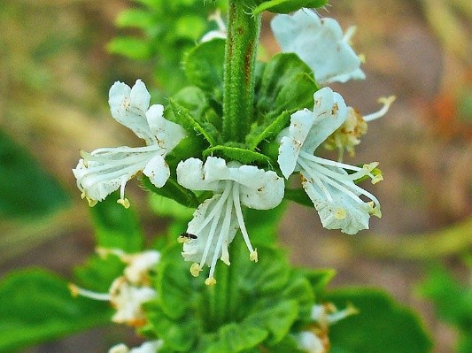 What is useful basil for the human body