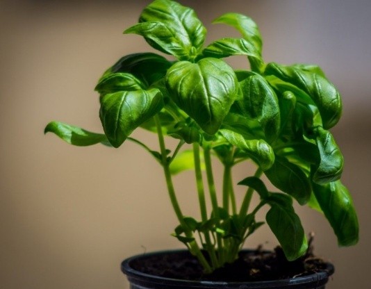 What is useful basil for the human body