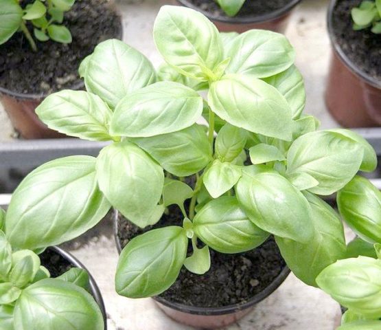 What is useful basil for the human body