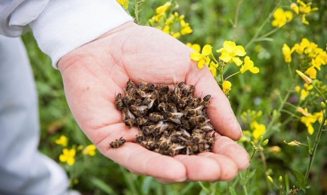 What is useful bee death for men