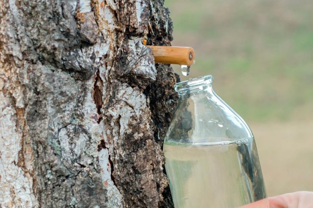 What is useful birch sap for the human body