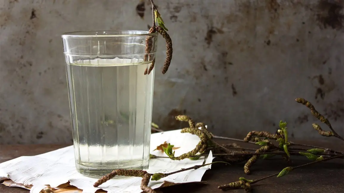 What is useful birch sap for the human body