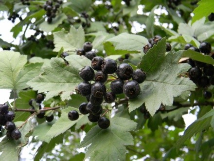 What is useful black hawthorn