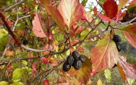 What is useful black hawthorn