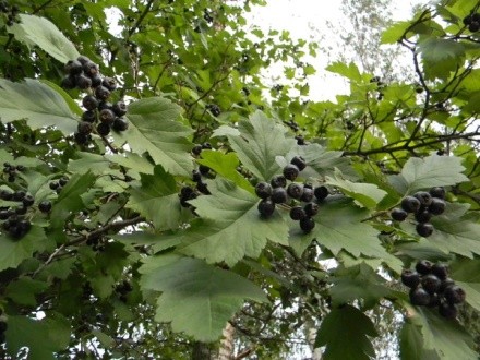 What is useful black hawthorn