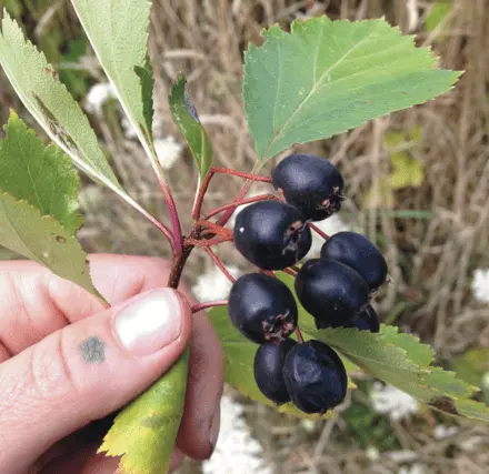 What is useful black hawthorn