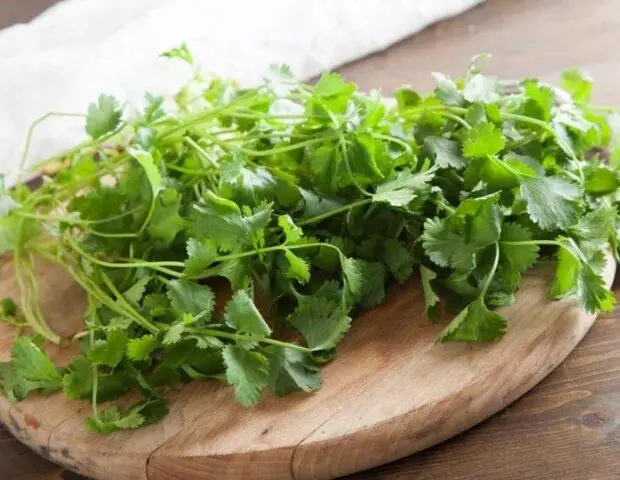 What is useful cilantro (coriander) for the body of a woman and a man