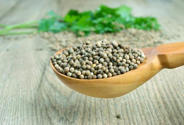 What is useful cilantro (coriander) for the body of a woman and a man