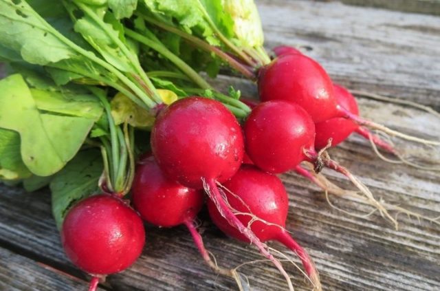 What is useful radish for the body of a woman, a man, during pregnancy, during breastfeeding, for weight loss