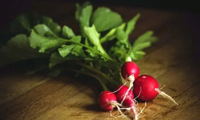 What is useful radish for the body of a woman, a man, during pregnancy, during breastfeeding, for weight loss