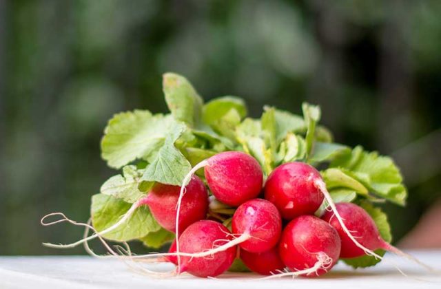 What is useful radish for the body of a woman, a man, during pregnancy, during breastfeeding, for weight loss