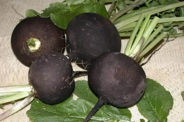 What is useful turnip for the human body: composition, calorie content of raw, boiled, stewed