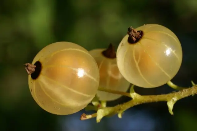 What is useful white currant for health