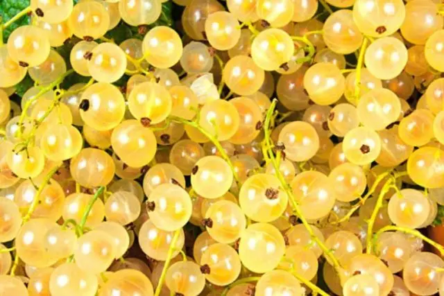 What is useful white currant for health