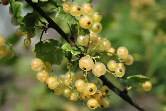 What is useful white currant for health