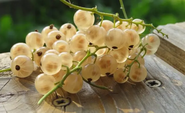 What is useful white currant for health