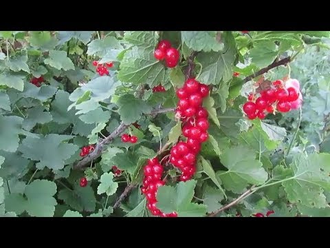 What is useful white currant for health