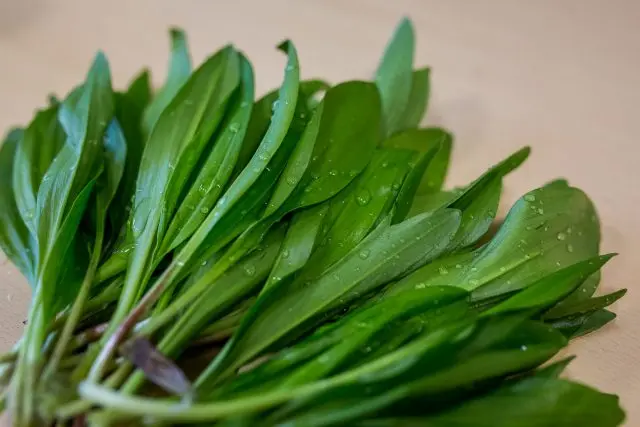 What is useful wild garlic