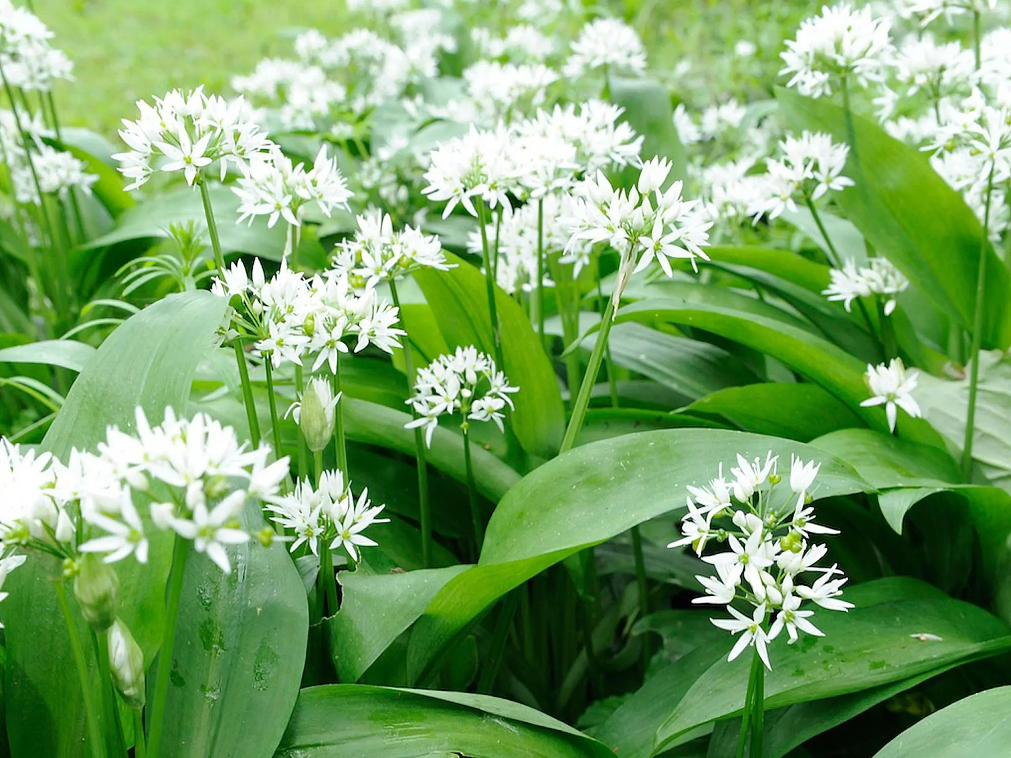 What is useful wild garlic