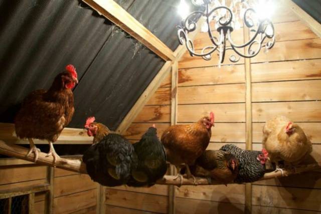 What kind of lighting should be in the chicken coop